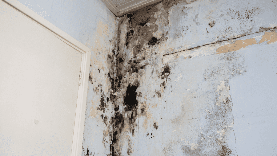 Mold Remediation